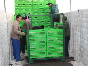 Thùng lưu trữ có thể gập lại bằng nhựa nông nghiệp Tùy chỉnh 600 * 400 Mm